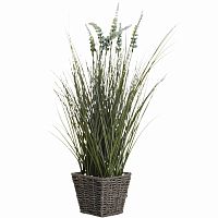 вейник остроконечный в корзине 55 см (6) в Великом Новгороде